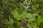 Common gypsyweed